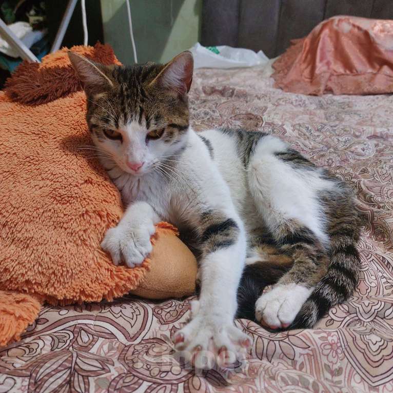 Кошки в Екатеринбурге: Кошка (1 год) в добрые руки или на передержку Девочка, Бесплатно - фото 4