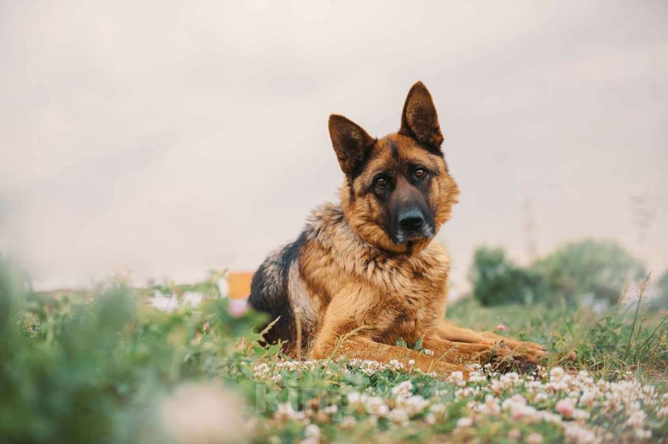 Собаки в Москве: Немецкая овчарка Земфира в приюте ищет дом Девочка, 10 руб. - фото 1
