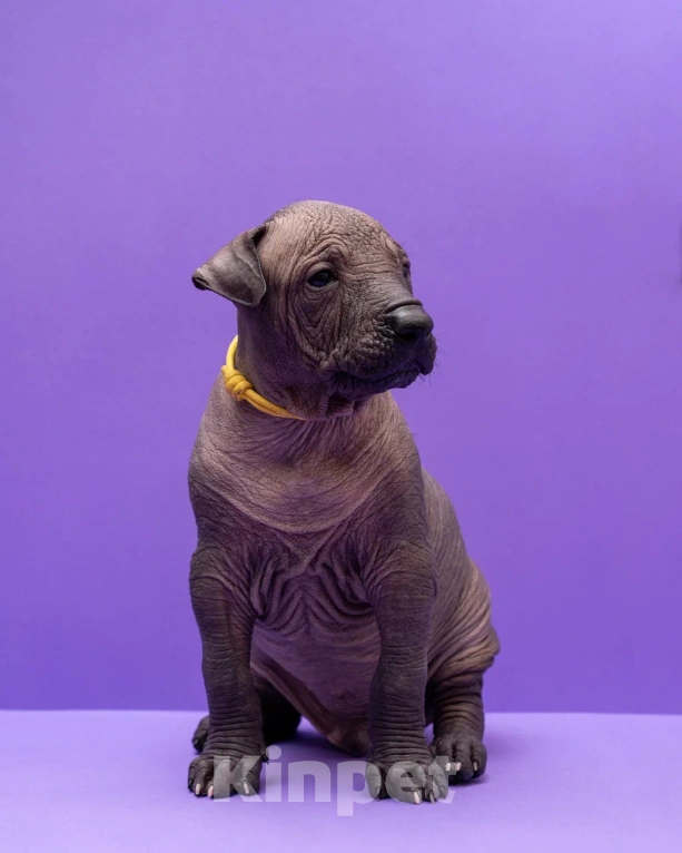 Собаки в Санкт-Петербурге: Ксолоитцкуинтли стандартный щенок  Мальчик, Бесплатно - фото 2