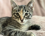 Кошки в Ореховом-Зуево: Котенок в добрые руки Девочка, Бесплатно - фото 1