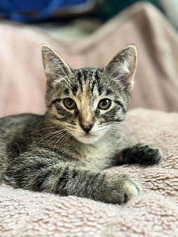 Котенок в добрые руки