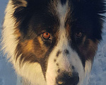 Собаки в Казани: Отдам собаку в добрые руки Мальчик, 1 руб. - фото 3