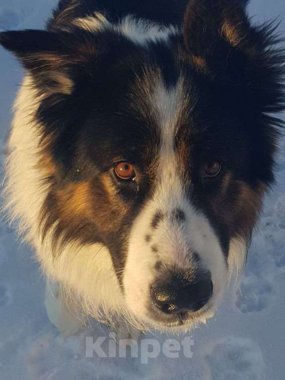 Собаки в Казани: Отдам собаку в добрые руки Мальчик, 1 руб. - фото 3