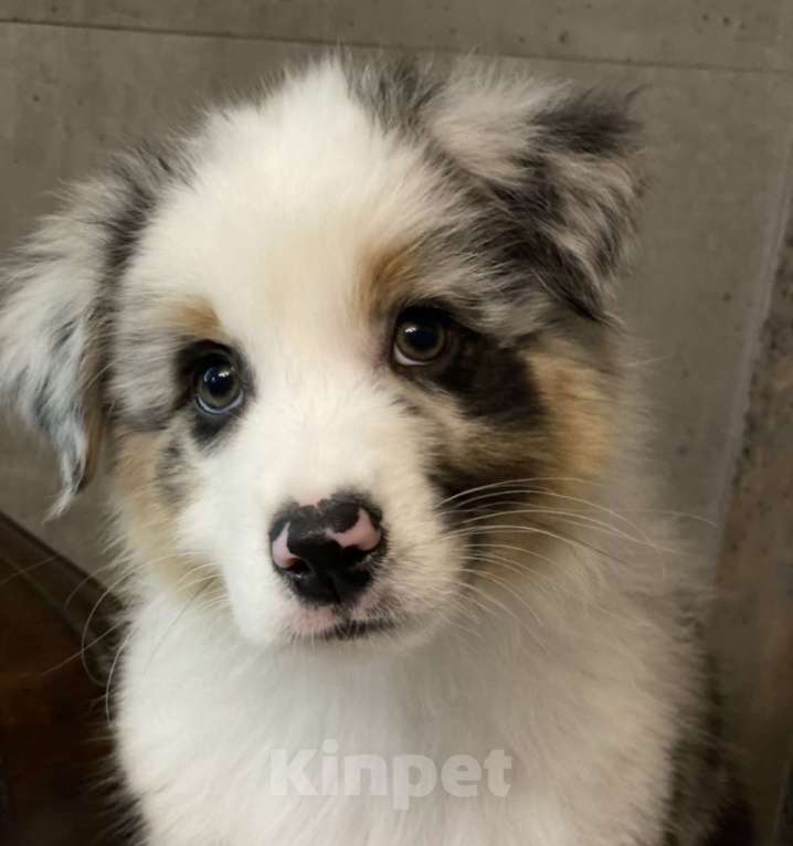 Собаки в Новокузнецке: Аусси Мальчик, 60 000 руб. - фото 2