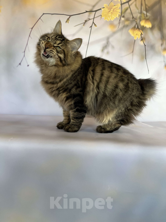 Кошки в других городах Московской области: Nash of Rufus Vallis Мальчик, 30 000 руб. - фото 3