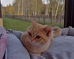 Кошки в Москве: Котята Шотландские  Девочка, 5 000 руб. - фото 4