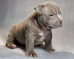 Собаки в Санкт-Петербурге: американский булли Девочка, Бесплатно - фото 2