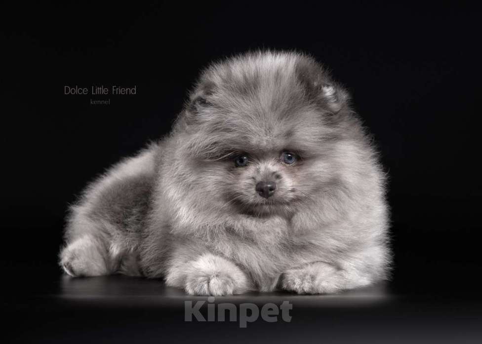 Собаки в Нижнем Новгороде: чудо мальчик- голубой мерль Мальчик, 50 000 руб. - фото 2