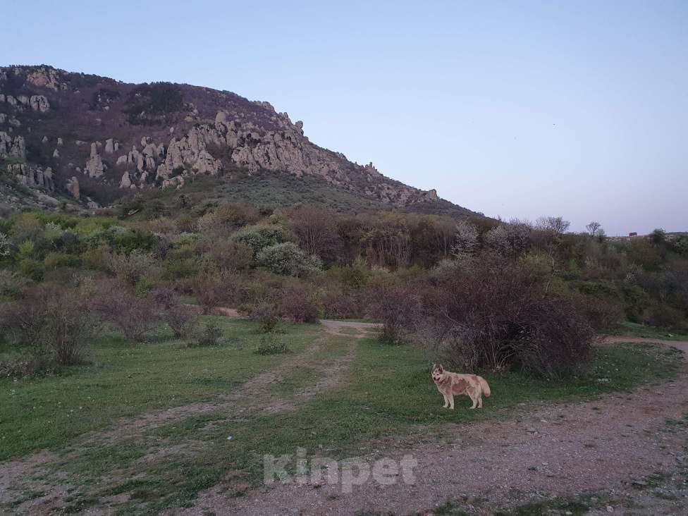 Собаки в других городах Крыма: Найден метис хаски, ищет дом Мальчик, Бесплатно - фото 3
