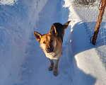 Собаки в Голицыно: Потерялась собака Мальчик, 1 000 руб. - фото 2