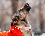 Собаки в Москве: Стася ищет дом — и сердце, в котором она снова будет нужной. Девочка, Бесплатно - фото 6