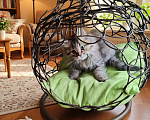 Кошки в Твери: Шотландские котята Скотишь Фолд и Скотишь Страйт Мальчик, Бесплатно - фото 3