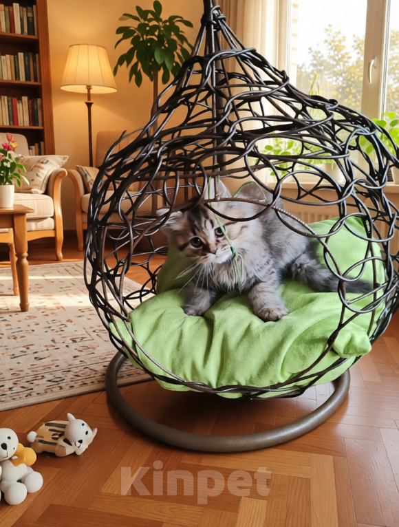 Кошки в Твери: Шотландские котята Скотишь Фолд и Скотишь Страйт Мальчик, Бесплатно - фото 3