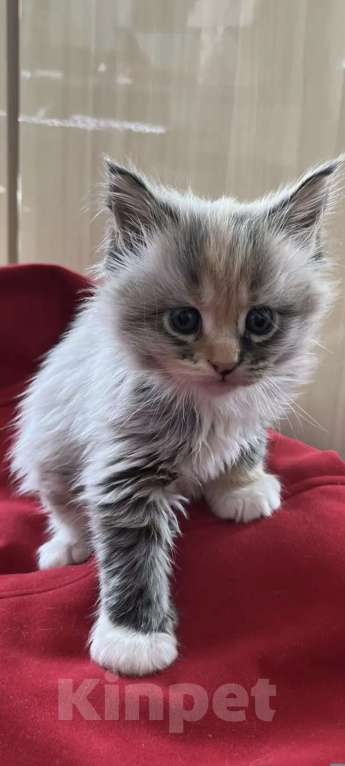 Кошки в Новосибирске: Котенок мейн-кун Девочка, 8 000 руб. - фото 2