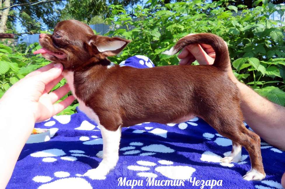 Собаки в Санкт-Петербурге: Веселая Чезара для Вас чихуахуа Девочка, 80 000 руб. - фото 2