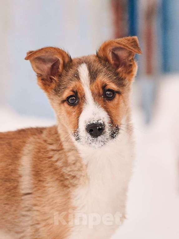 Собаки в других городах Московской области: Эден якутенок Мальчик, Бесплатно - фото 5