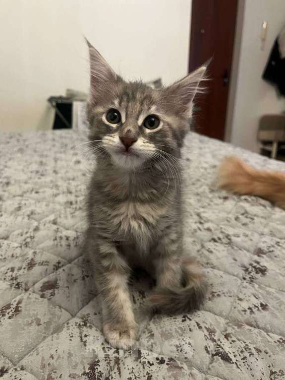 Кошки в Москве: Котята Мейн-Кун Девочка, 40 000 руб. - фото 3