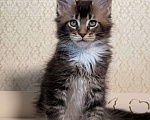 Кошки в Москве: Котенок Мейн Кун Мальчик, 70 000 руб. - фото 3