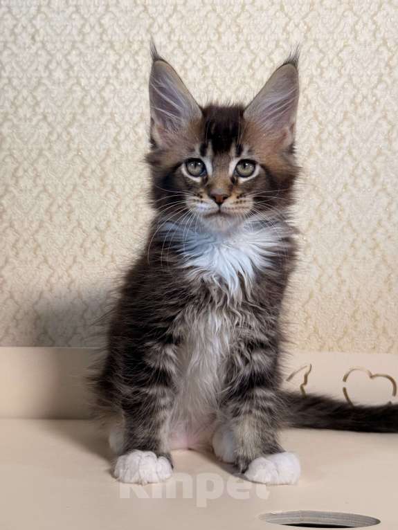 Кошки в Москве: Котенок Мейн Кун Мальчик, 70 000 руб. - фото 3