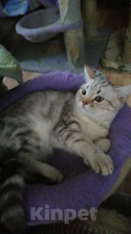 Кошки в Москве: Шотландские котята шиншилла  Мальчик, 5 000 руб. - фото 8