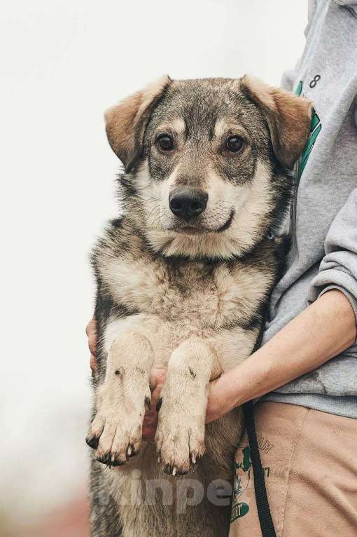 Собаки в Лосином-Петровском: Джед валентинка в добрые руки Мальчик, Бесплатно - фото 10