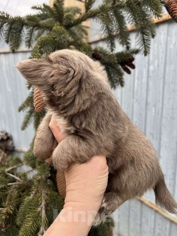 Собаки в Москве: Лиловый пушистик Мальчик, 60 000 руб. - фото 8