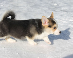 Собаки в Одинцово: Вельш Корги Пемброк Мальчик, 50 000 руб. - фото 5
