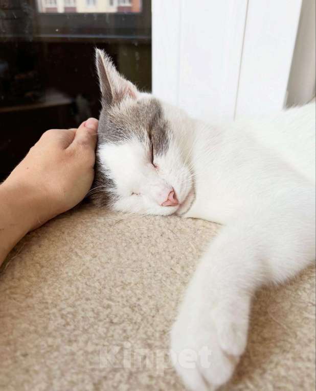Кошки в Москве: Любопытный котик Беляш в добрые руки Мальчик, Бесплатно - фото 6