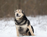 Собаки в Москве: Сладкий плюшка никак своих не нашел Мальчик, Бесплатно - фото 2