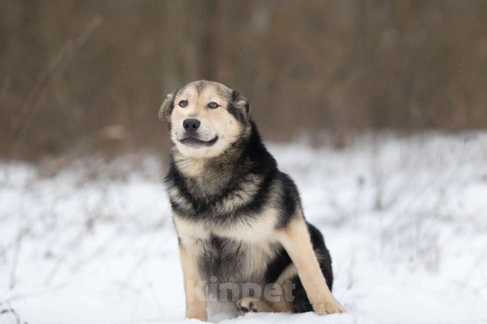 Собаки в Москве: Сладкий плюшка никак своих не нашел Мальчик, Бесплатно - фото 2