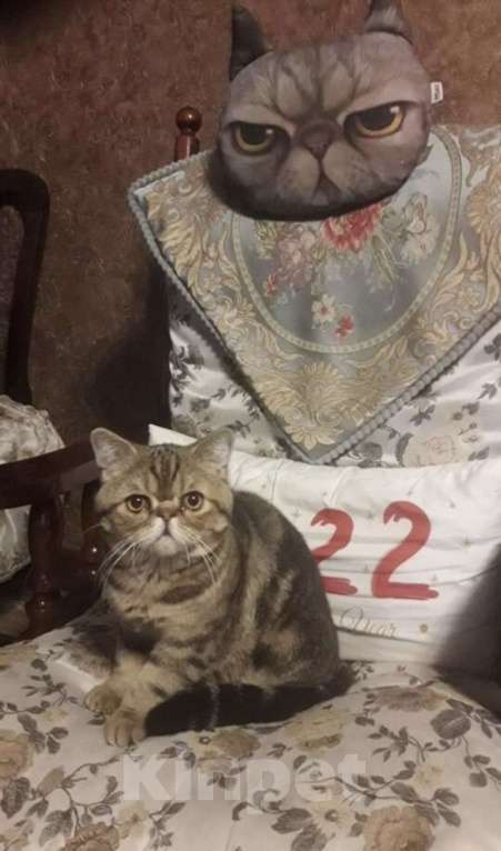 Кошки в Челябинске: отдам породистого котенка Девочка, Бесплатно - фото 6