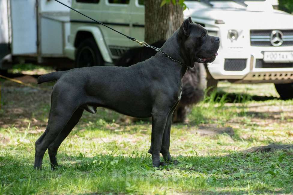 Собаки в Ростове-на-Дону: Мальчик чёрный  Мальчик, 80 000 руб. - фото 9
