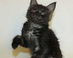 Кошки в Химках: Котята мейкуны полидакты Мальчик, Бесплатно - фото 4