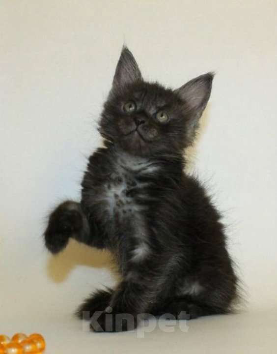 Кошки в Химках: Котята мейкуны полидакты Мальчик, Бесплатно - фото 4