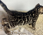 Кошки в Москве: Бенгальский котенок  Мальчик, 50 000 руб. - фото 4