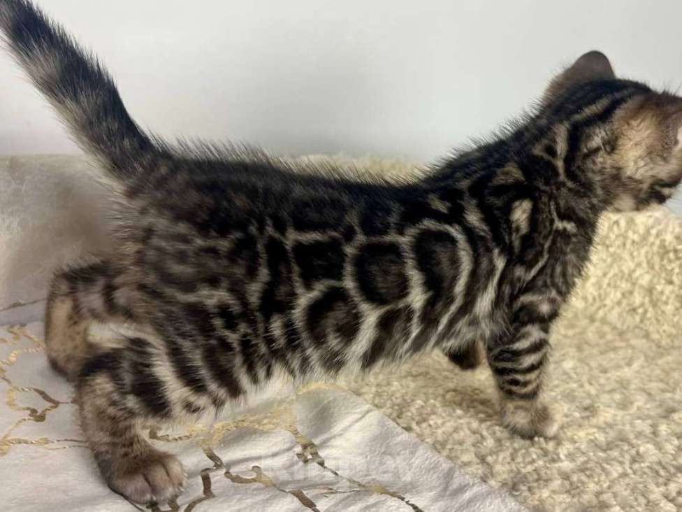 Кошки в Москве: Бенгальский котенок  Мальчик, 50 000 руб. - фото 4