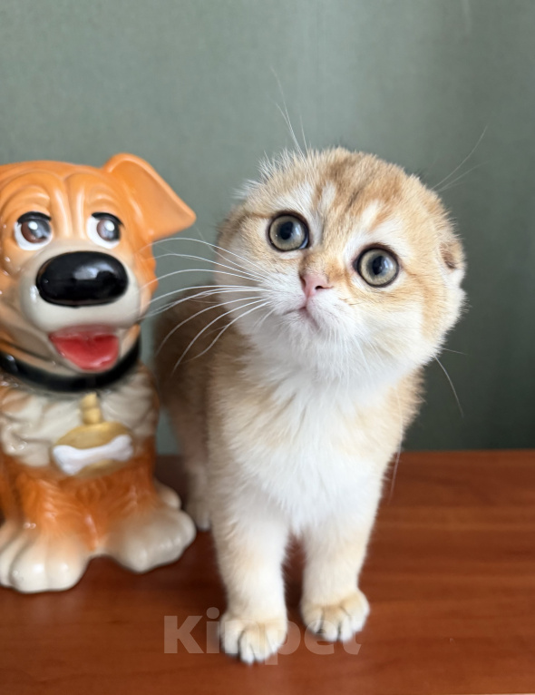 Кошки в Екатеринбурге: Шотландские котята Девочка, 50 000 руб. - фото 2