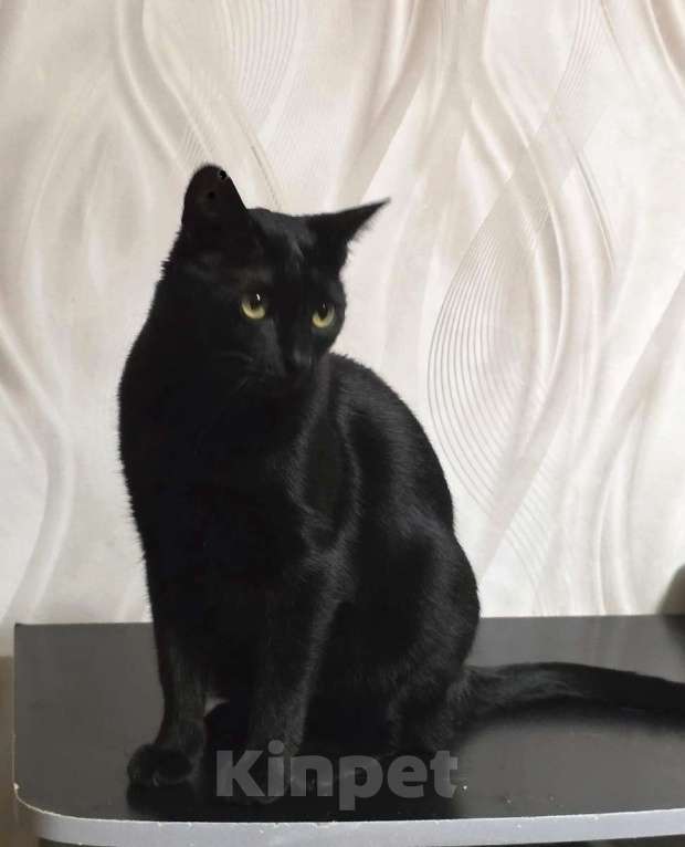 Кошки в Санкт-Петербурге: Прелестная Яся в добрые руки. Девочка, Бесплатно - фото 1