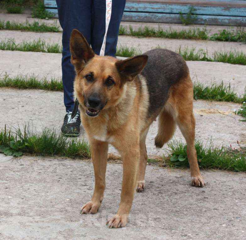 Собаки в Москве: Молодая, верная собака Герда ждет своего человека! Девочка, Бесплатно - фото 4