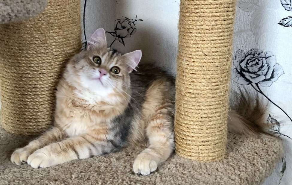 Кошки в Тюмени: Сибирский котёнок Мальчик, 35 000 руб. - фото 4