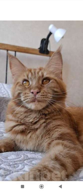 Кошки в Геленджике: Кошка мейн-кун с родословной Девочка, 60 000 руб. - фото 3