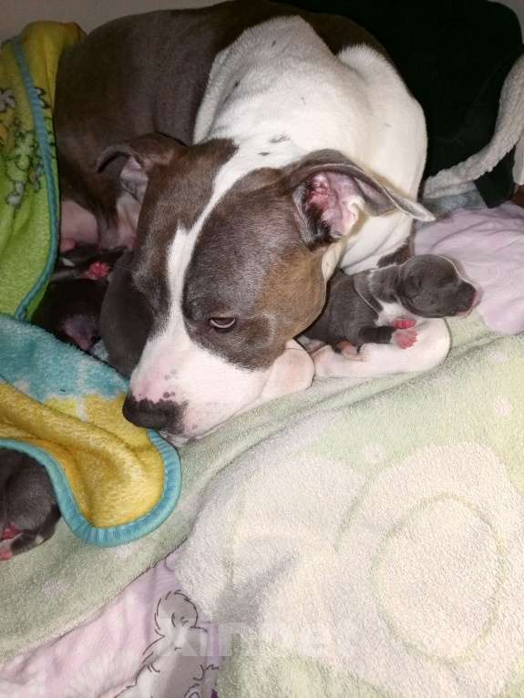 Собаки в Серпухове: Амстаффики!) Девочка, 35 000 руб. - фото 8