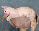 Кошки в Мытищах: Котёнок Мейн-кун Мальчик, 30 000 руб. - фото 3