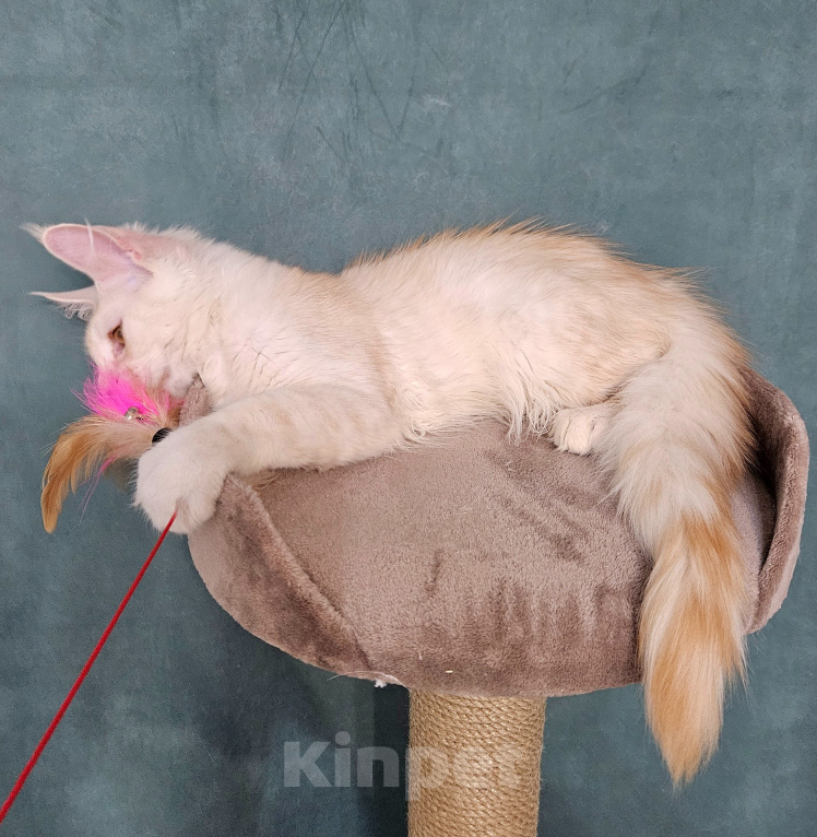 Кошки в Мытищах: Котёнок Мейн-кун Мальчик, 30 000 руб. - фото 3