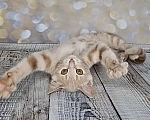 Кошки в Москве: Котёнок с апельсиновыми глазами в добрые руки Девочка, Бесплатно - фото 6