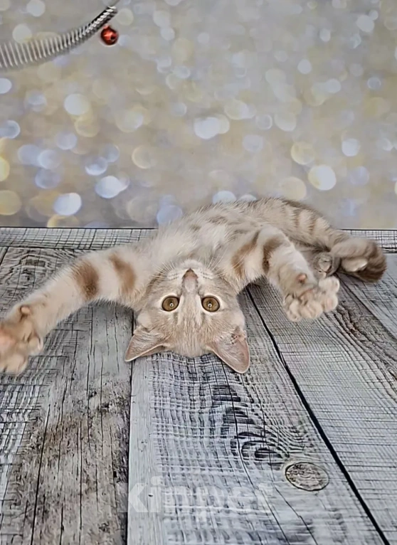 Кошки в Москве: Котёнок с апельсиновыми глазами в добрые руки Девочка, Бесплатно - фото 6