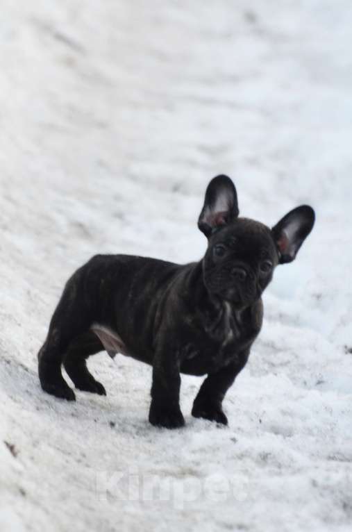 Собаки в Старом Купавне: Славный парнишка Мальчик, 50 000 руб. - фото 3