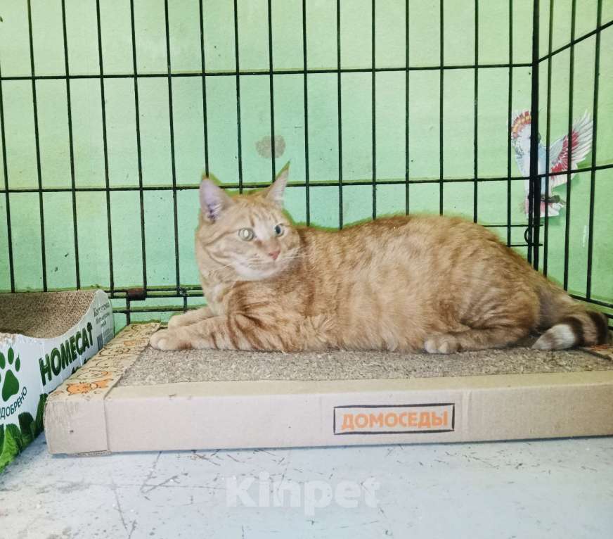 Кошки в Москве: 🌟 Пристраивается кот Лучик — ищет свой дом и любящих хозяев! 🌟 Мальчик, Бесплатно - фото 2