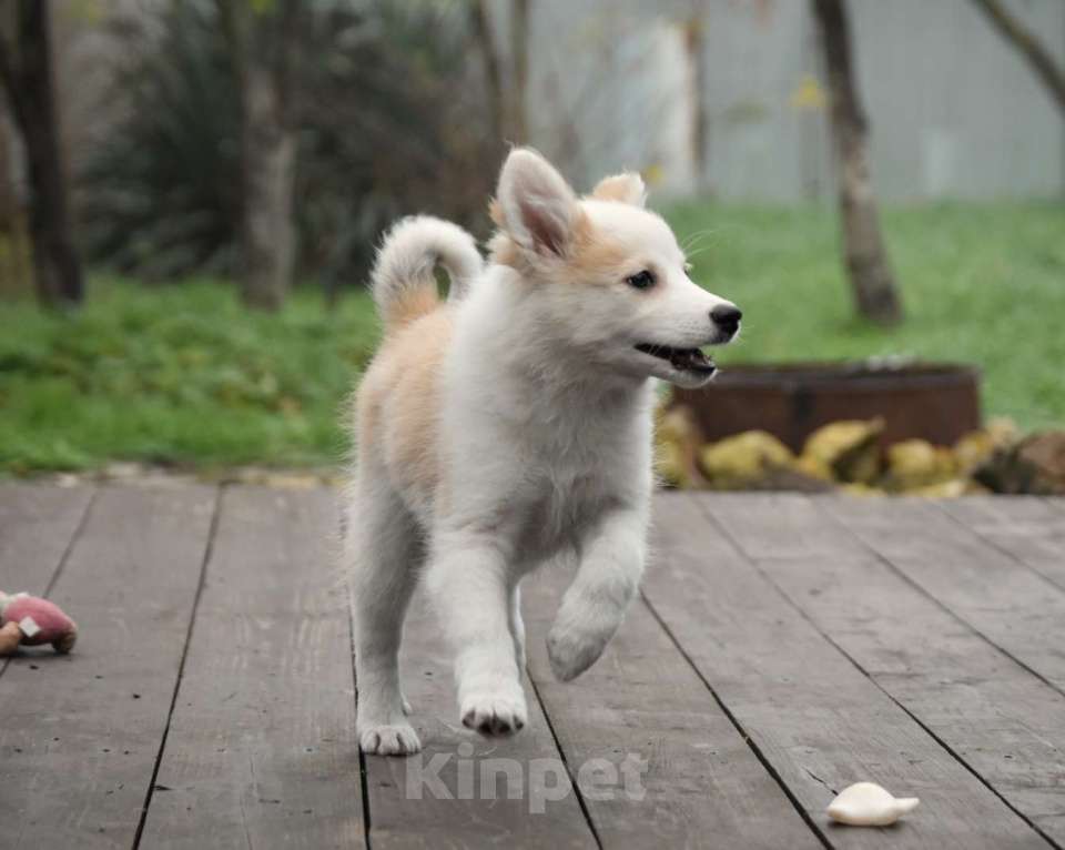 Собаки в Москве: Ненецкая оленегонная лайка, сука Женева. Девочка, 60 000 руб. - фото 3
