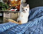Кошки в Старом Купавне: Котята Мальчик, Бесплатно - фото 7